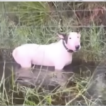 Abandoned dog in hurricane